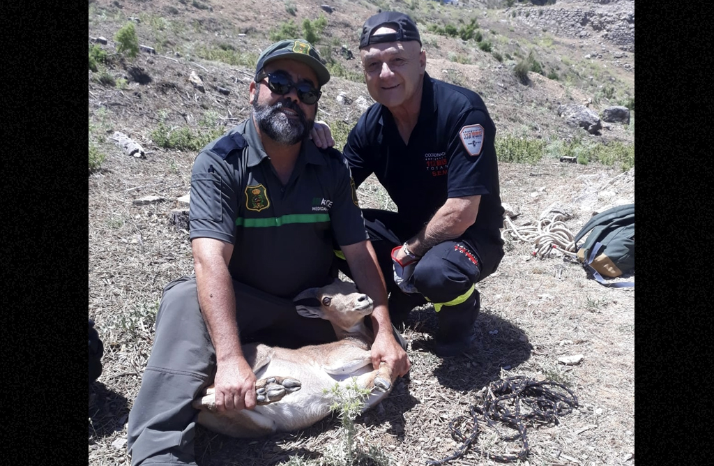 Servicios de emergencia rescatan una cra de arru en Sierra Espua
